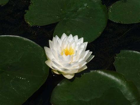 Nymphaea Gonnere Water Lily Aquatic Plants Nursery