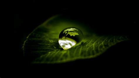 Waterdrop On Leaf Wallpaper Iphone Android And Desktop Backgrounds