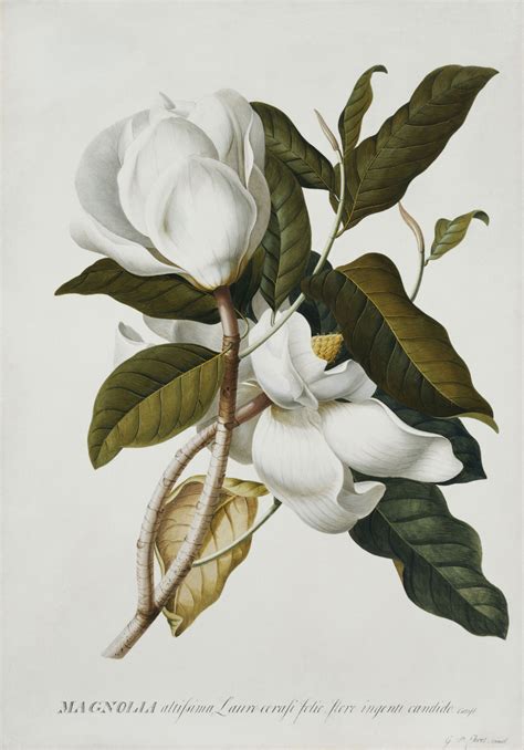 Magnolia Botanical Drawings Botanical Painting Botanical Wall Art