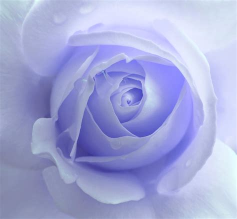 Pastel Purple Rose Flower By Jennie Marie Schell