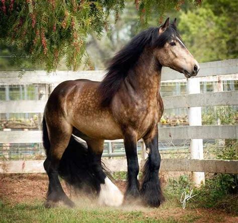 Horse Horse Crazy Horse Love Horse Diy Horse Decor Most Beautiful