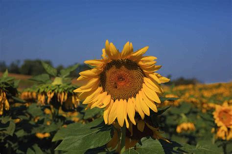Tell me what you've done, i'd love to hear from you ^^. Late Summer Sun Flowers Photograph by Constantine Vloutely