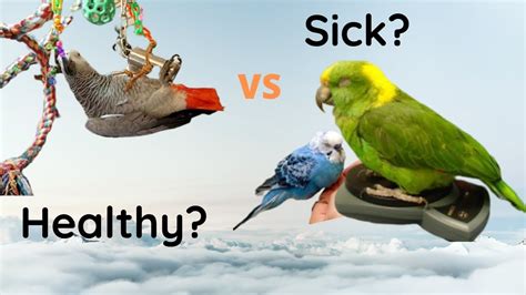 Signs Your Parrot Is Healthy Do You Know If Your Parrot Is Sick