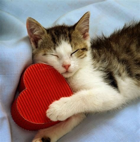 Valentine ️ Sleeping Kitten Cats Cute Animals