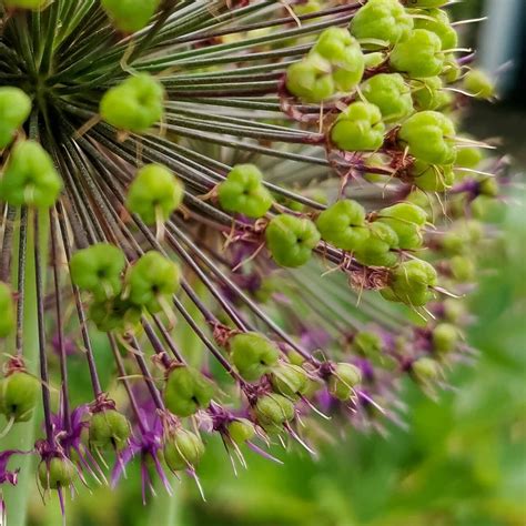 Im mittelalter galt er als wahres wunderkraut. Allium im Garten | Instagram, Instagram photo, Photo and video