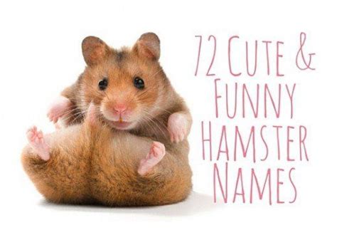 72 Cute And Funny Hamster Names For Males And Females Funny Hamsters