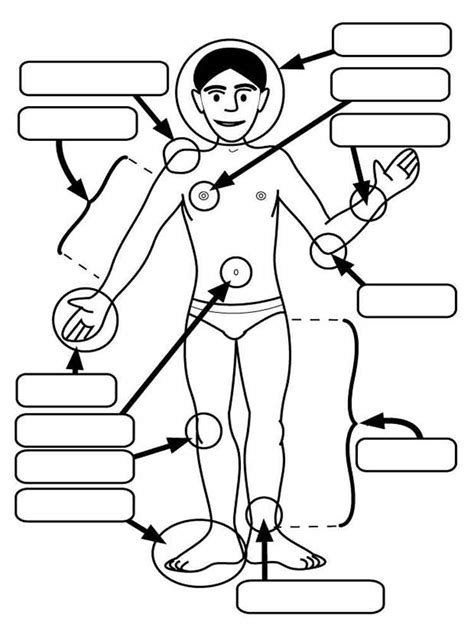 Human Body coloring pages. Free Printable Human Body coloring pages.