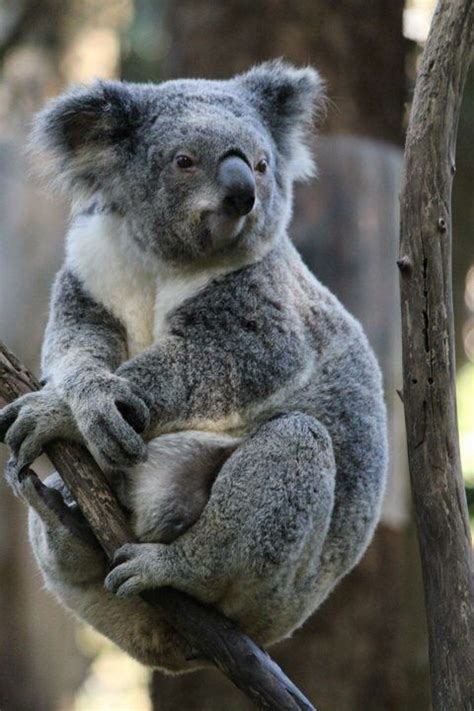 Sitting And Watching Over Koala Koala Bear Australia Animals