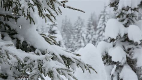 Evergreen Forest Covered With Snow During Snowfall Stock