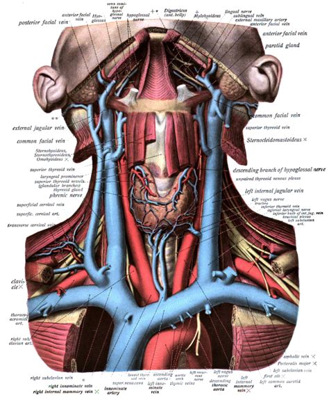 Anterior Jugular Vein Anatomy Images And Photos Finder