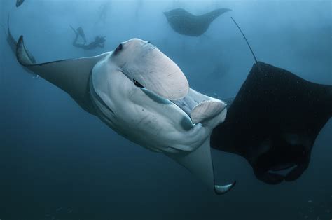 Baa Atoll: The Largest Manta Ray Aggregation in the World