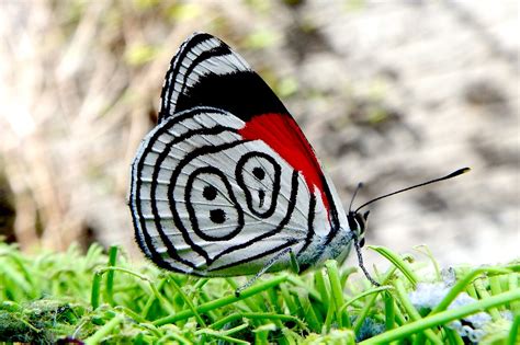 Eighty Eight Butterfly Diaethria Anna Jamil Mustapha Flickr