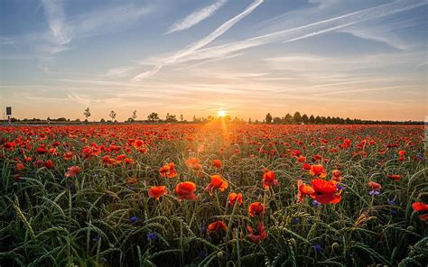 Poppies Sunrise Field Wheat Hd Wallpaper Peakpx