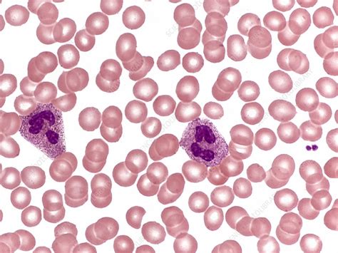 Red And White Blood Cells Lm Stock Image C0305154 Science Photo