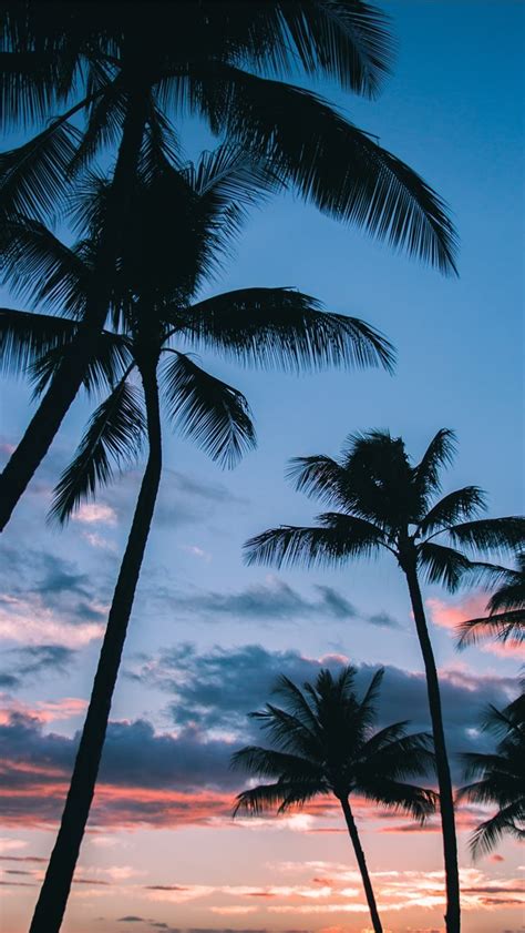 Palm Trees In Paradise Iphone Wallpapers Free Download