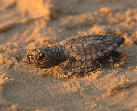 Kemps Ridley Sea Turtle Facts Pictures And Information For Kids And Adults