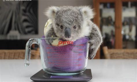 Worldwide Attention For Symbio Koala Story Illawarra Mercury