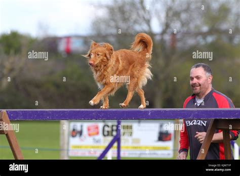 Retriever Nova Scotia Duck Tolling Nova Scotia Duck Tolling Retriever