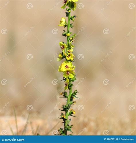 Wild Flowers In Antelope Island Utah Stock Image Image Of Close