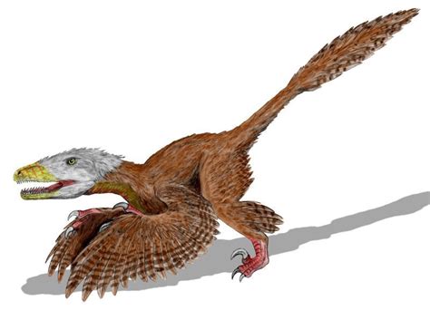Feathered Dinosaurs Names Protein In Chicken Feathered Dinosaurs