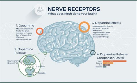 Crystal Methamphetamine Effects On The Brain