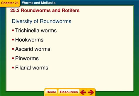 Ppt Chapter 25 Worms And Mollusks Powerpoint Presentation Free