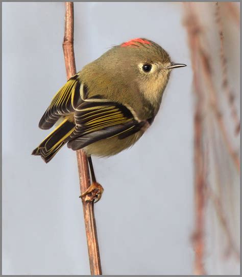 Ruby Crowned Kinglet Birds Of Kettle River Sna · Biodiversity4all