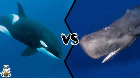 Killer Whale Vs Sperm Whale Who Would Win This Battle Of Titans
