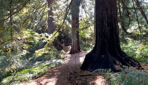4 Peaceful Redwood Groves In San Francisco Save The Redwoods League