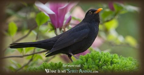 That means that they hunt the animals that they eat. Blackbird Symbolism & Meaning | Blackbird Spirit, Totem ...