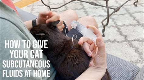 How To Giveyour Cat Subcutaneous Fluids At Home Youtube