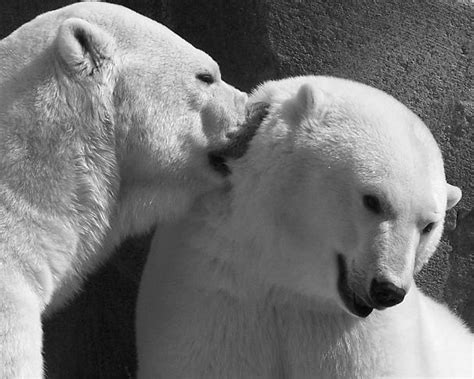 Polar Bear Love Deviantart