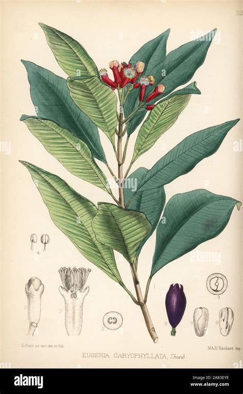 Clove Syzygium Aromaticum Eugenia Caryophyllata Handcoloured