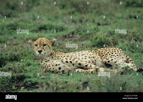 Cheetah Taken In Profile Looking Left Lying On Side In Short Grasslands