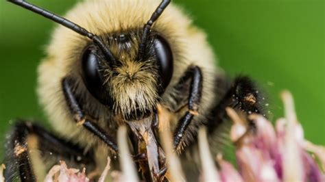 Why Do Bumblebees Suddenly Overthrow Their Queen And Murder Each Other