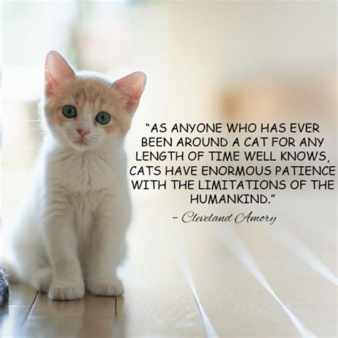 Funny Cat Love Quote