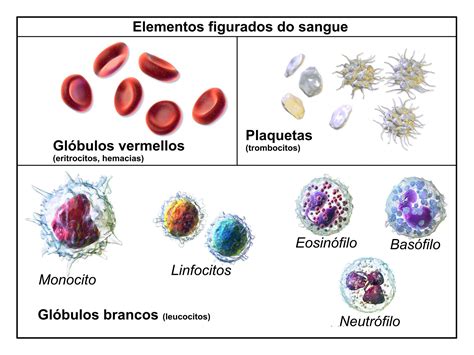 Os Leucócitos Granulócitos Possuem Grânulos E Núcleo Com Forma Irregular