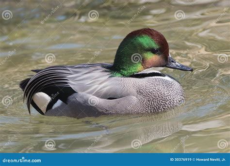 Falcated Duck Stock Image Image Of Bird Water Grazes 30376919