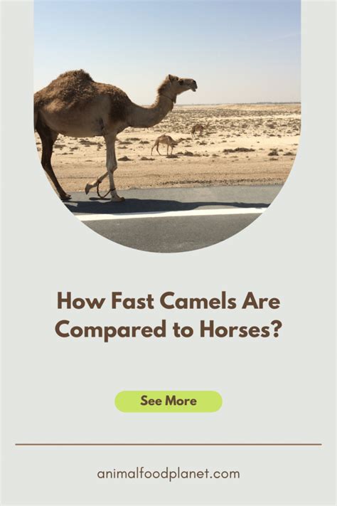 How Fast Camels Are Compared To Horses Animalfoodplanet