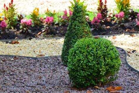 Evergreen Boxwood Shrubs Bower And Branch