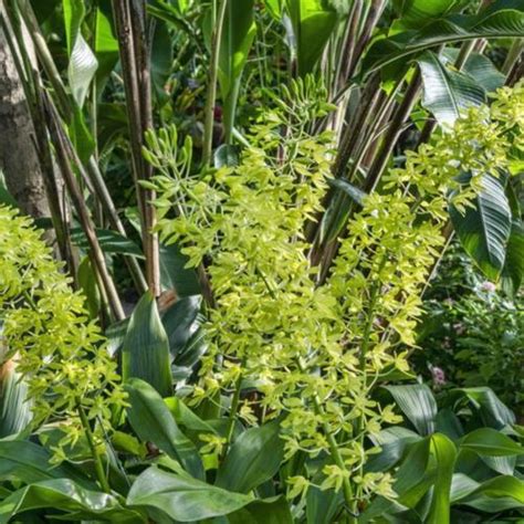 Bell Orchid Grammatophyllum Scriptum