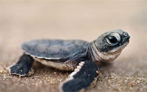 What Do Baby Sea Turtles Eat In The Wild Whatodi