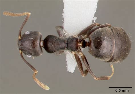 White Footed Ant Technomyrmex Difficilis 480