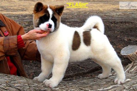 Akita Puppy For Sale Glad Rivers Flash Ch Sired 370f1c90 9da1