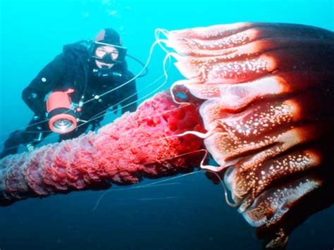 7 Most Dangerous Jellyfish In The Underwater World Pictolic