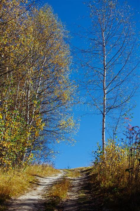 Nature Autumn Sunshine Leaves Yellow Stock Image Image Of Carpathian