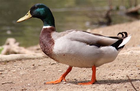 Free Images Lake Pen Pond Wildlife Beak Ride Fauna Duck Goose