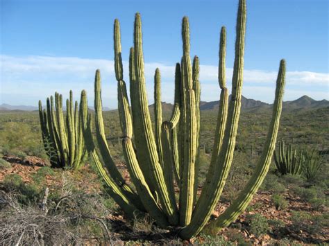 Stenocereus Thurberi Organ Pipe Cactus World Of Succulents