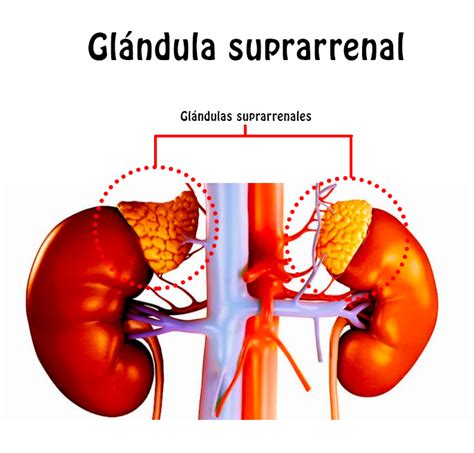 Glandula Suprarrenal Epub