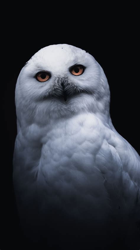 2160x3840 White Owl Portrait Wallpaper White Owl Owl Wallpaper Owl